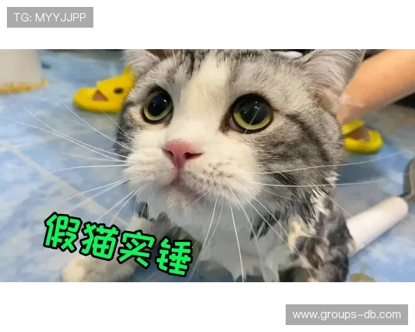 如何通过桌面猫游戏引导猫咪洗澡并提高互动体验的技巧与方法